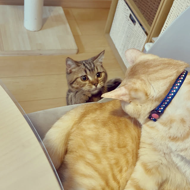 chiiさんの実例写真