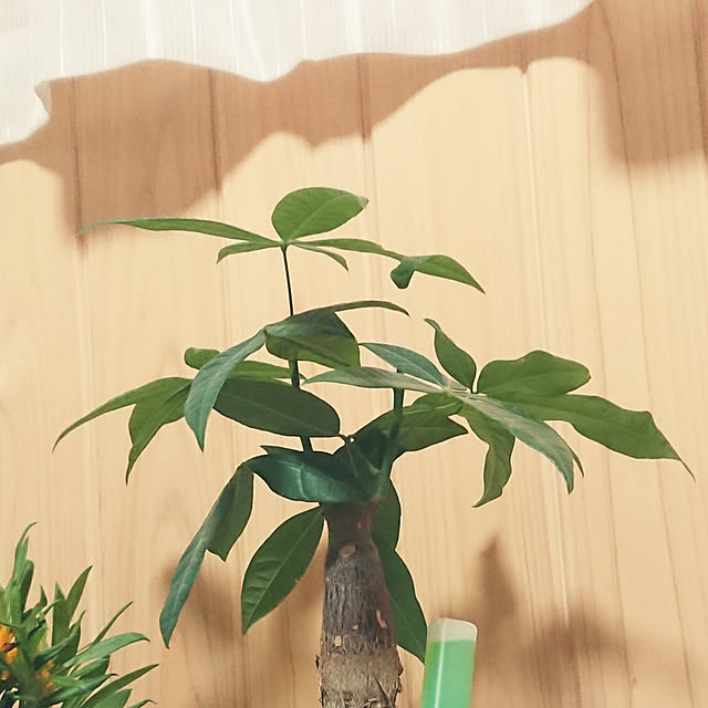 shimaさんの実例写真