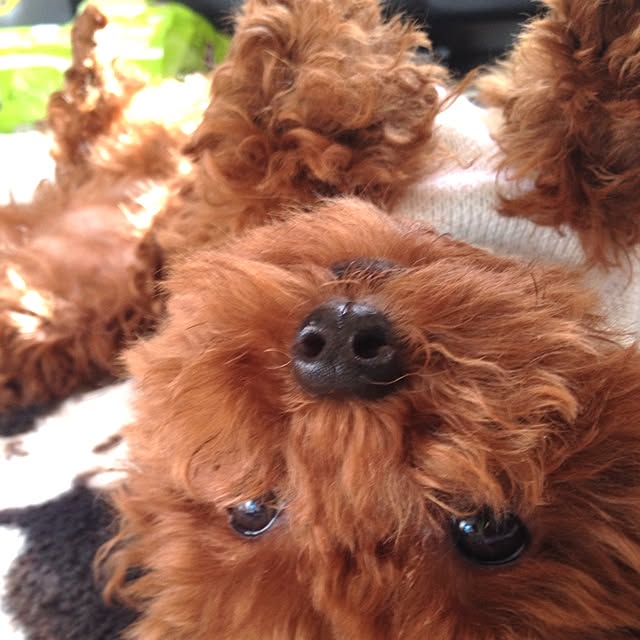 cocoさんの実例写真