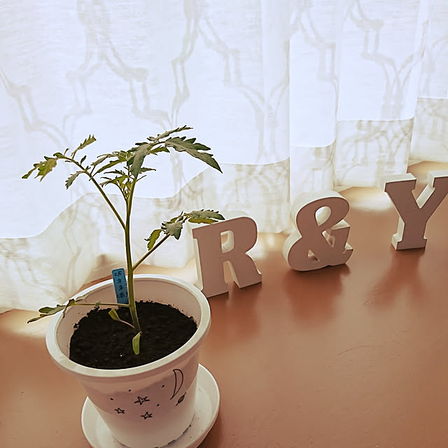棚/ナチュラル/観葉植物のインテリア実例 - 2019-05-17 08:55:06