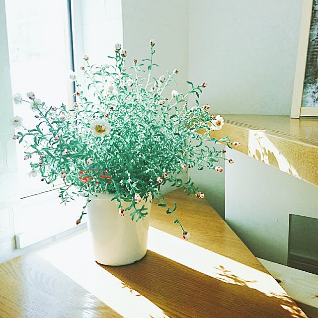 mamimamipockyさんの実例写真