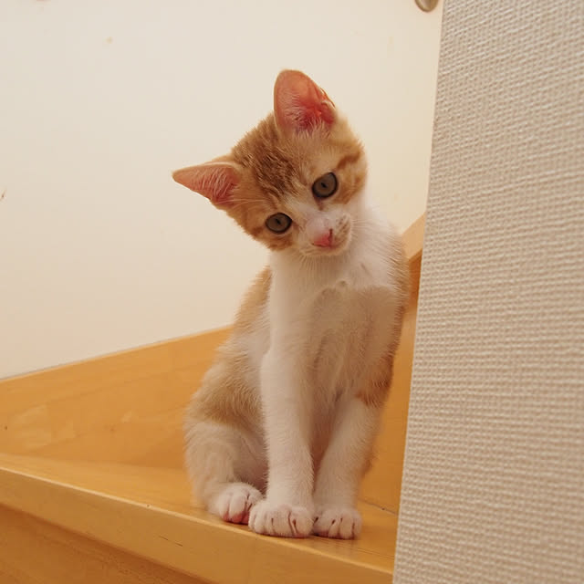 Toiroさんの実例写真