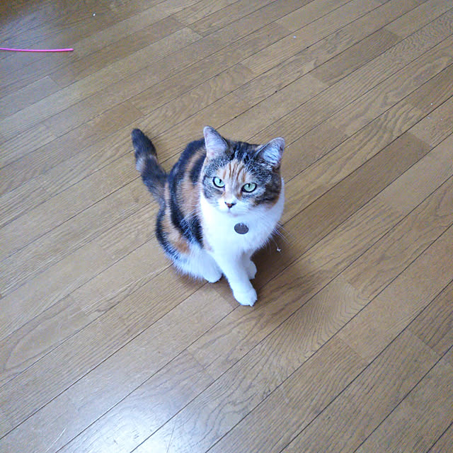 yukieさんの実例写真