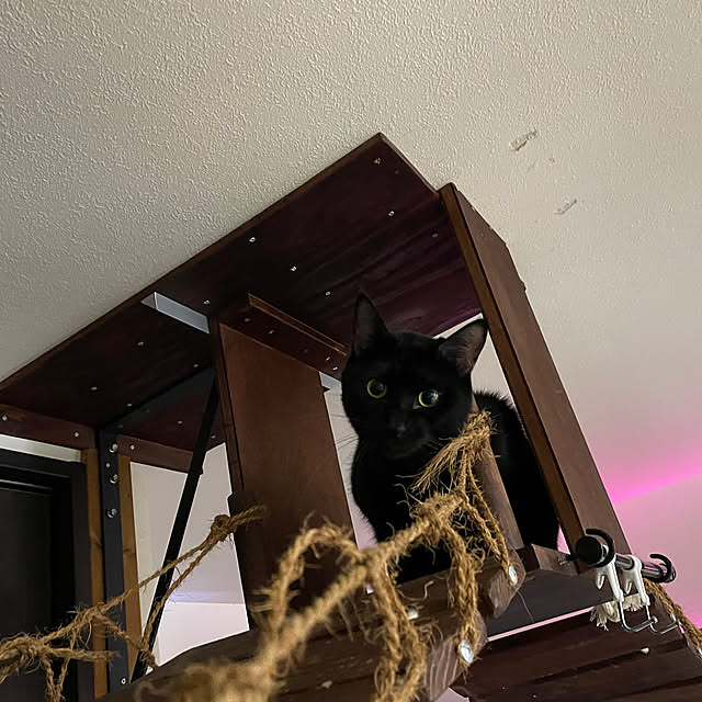 coolcats0528さんの部屋