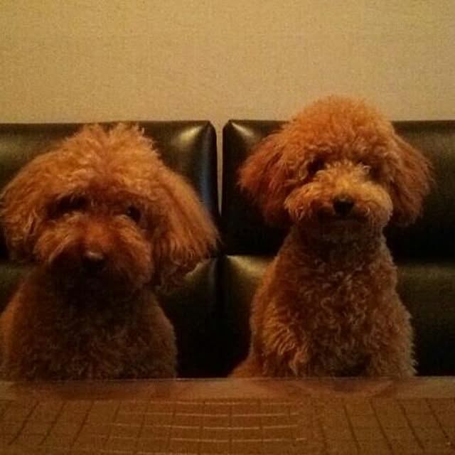 poppoさんの実例写真