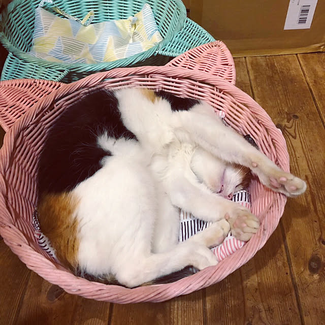 Maki-nekomamireさんの実例写真