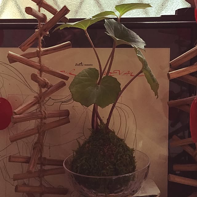 玄関/入り口/観葉植物/ハンドメイドのインテリア実例 - 2017-02-04 17:30:57