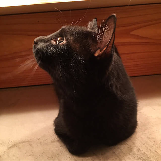 pitaさんの実例写真
