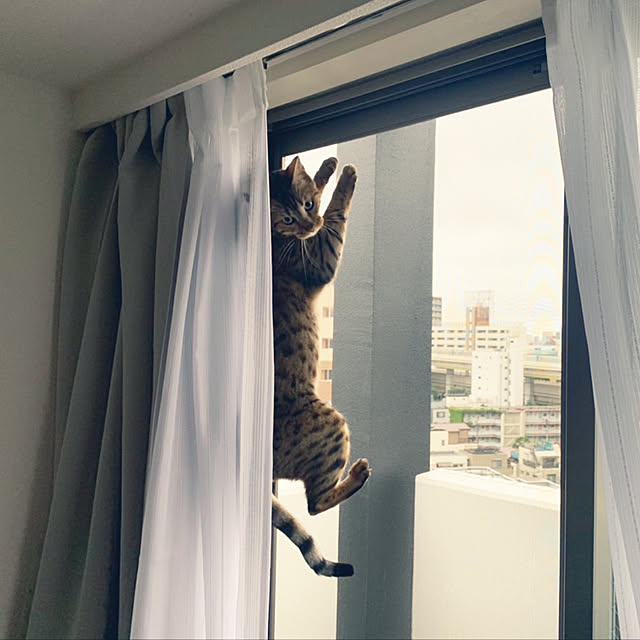 yuzuaoさんの実例写真
