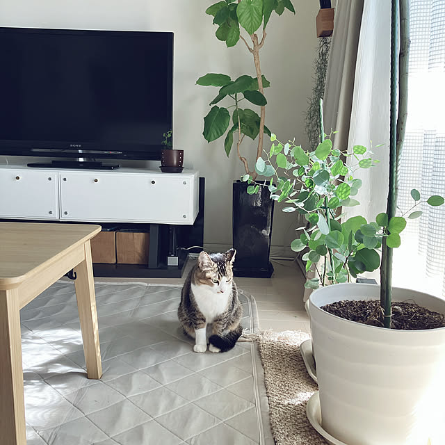nekomiさんの部屋