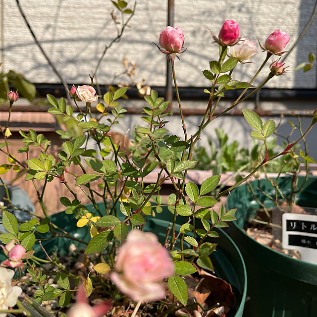 natsumiさんの部屋