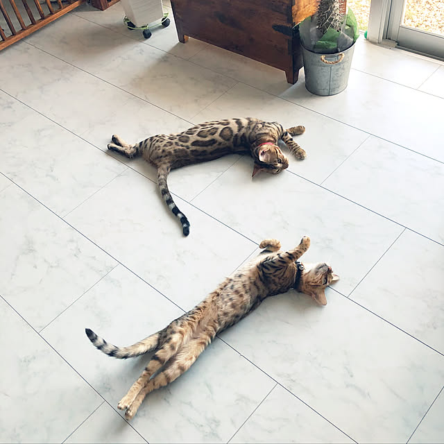 iranさんの実例写真