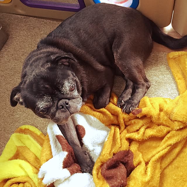 pugholicさんの実例写真