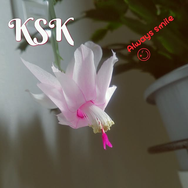 kskさんの実例写真
