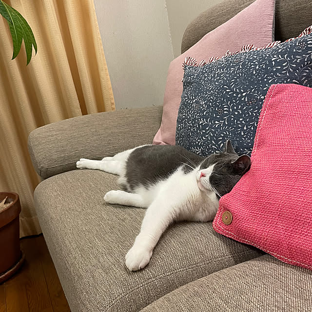 meruさんの部屋