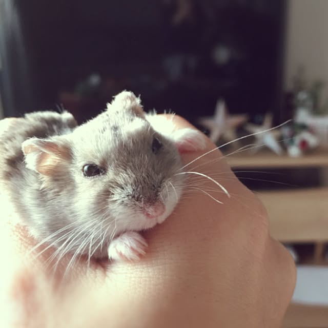 hamtaさんの実例写真