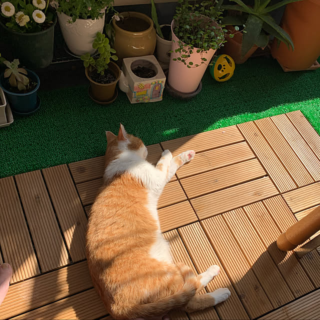 Toyomiさんの実例写真