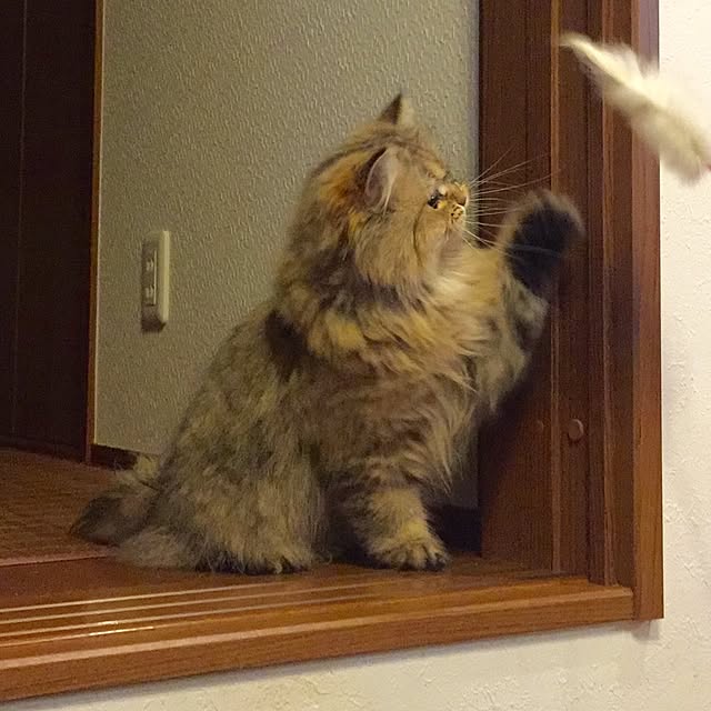 butachanさんの実例写真