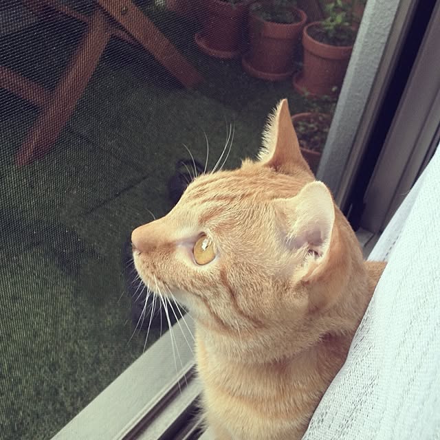 n-sanさんの実例写真