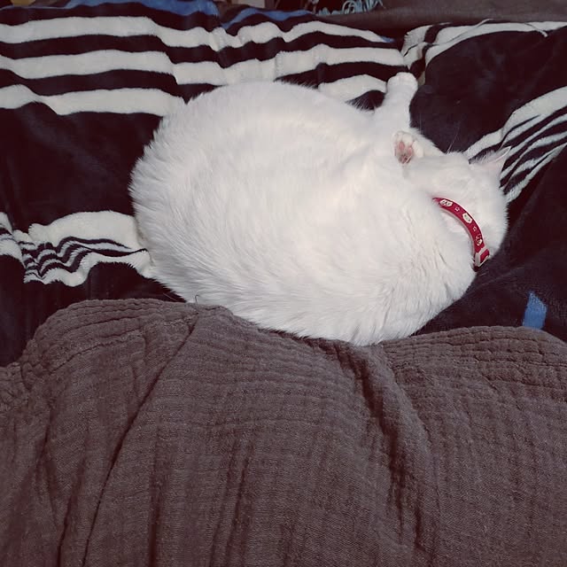 lelielさんの実例写真