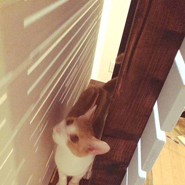 SatYさんの実例写真