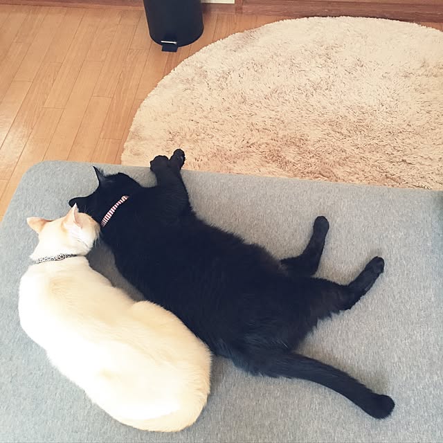 toufuさんの実例写真