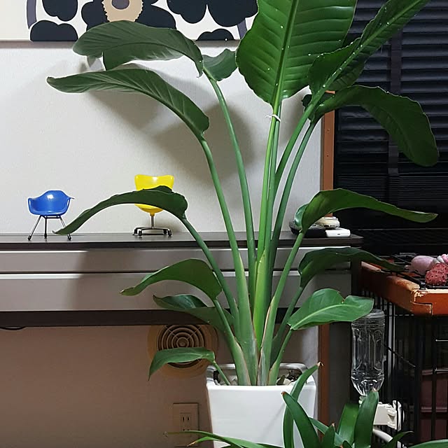 yoshiさんの実例写真