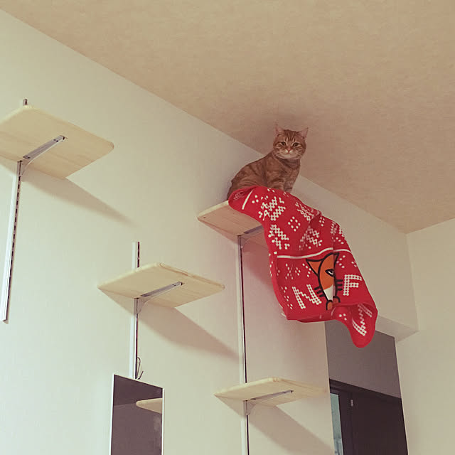 nekoさんの実例写真