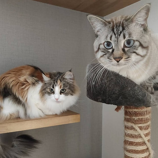 実例写真
