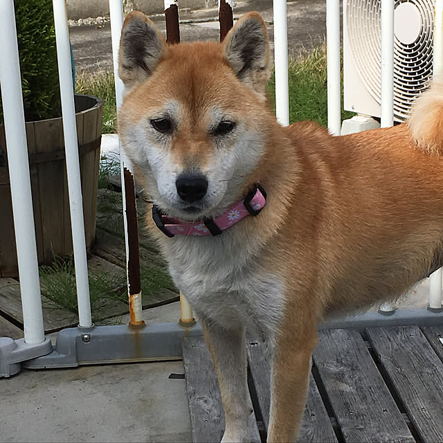 kyukoさんの実例写真