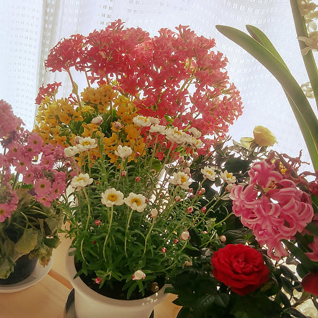 kazuさんの実例写真