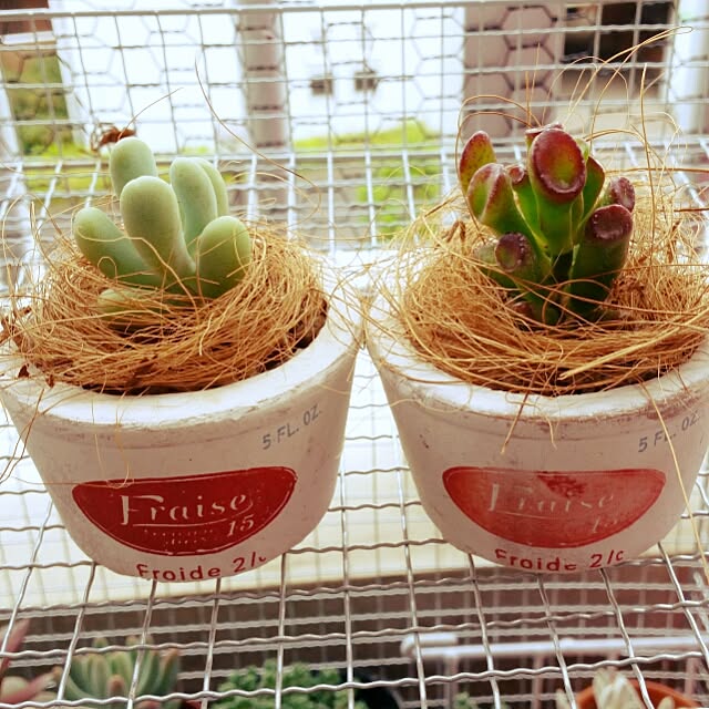 玄関/入り口/多肉植物寄せ植え/多肉植物/多肉ちゃん/ジャンク...などのインテリア実例 - 2016-05-09 13:51:05