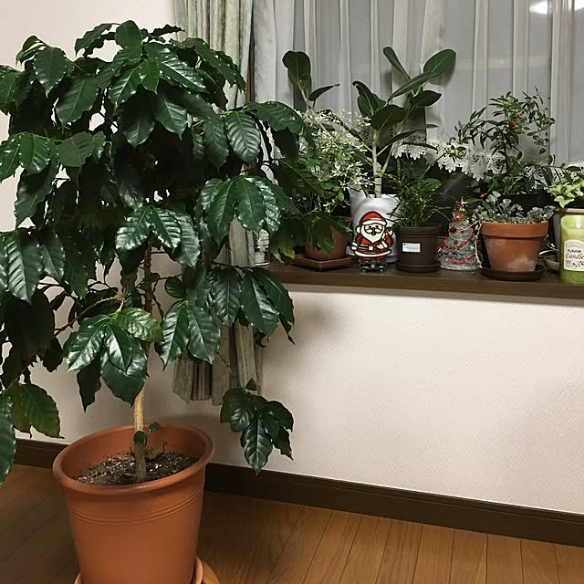 niconさんの実例写真
