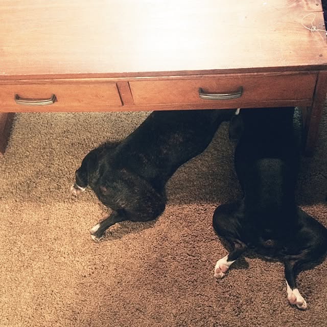 panさんの実例写真