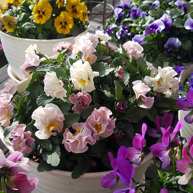 玄関/入り口/季節を楽しむ暮らし/ナチュラル/花のある暮らし/植物のある暮らし...などのインテリア実例 - 2022-02-05 14:52:25