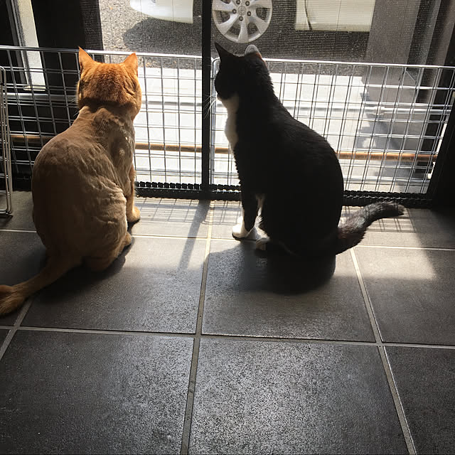 nekoさんの実例写真
