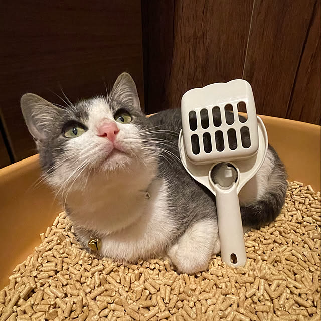 nekosamaさんの実例写真