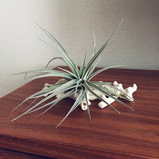 Junさんの実例写真