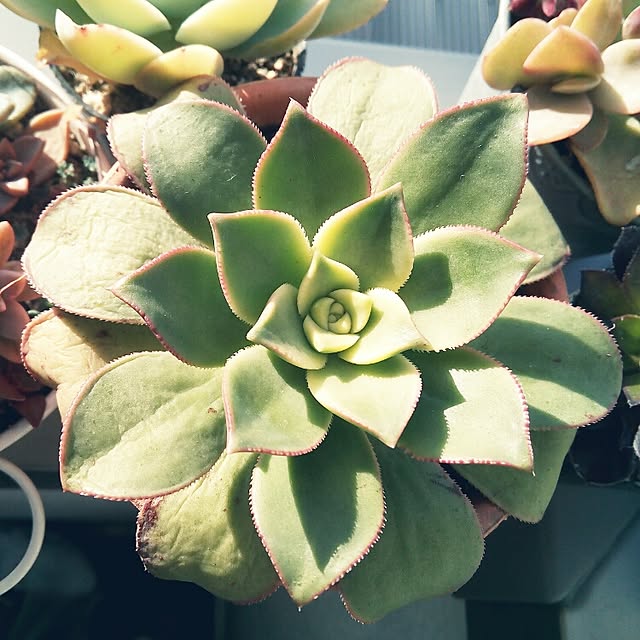 VERANDARJUNさんの実例写真