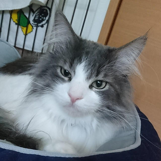 shinobuさんの実例写真