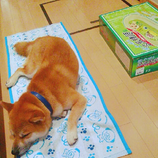 kotaさんの実例写真