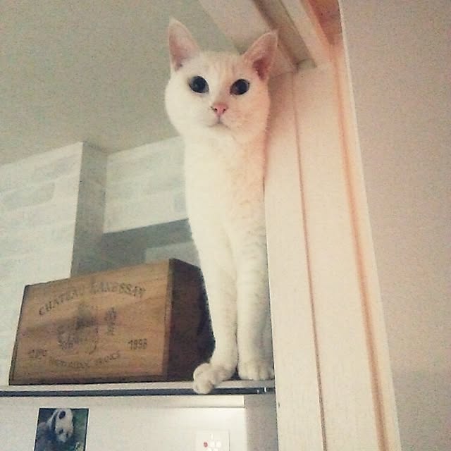 sakuraさんの実例写真