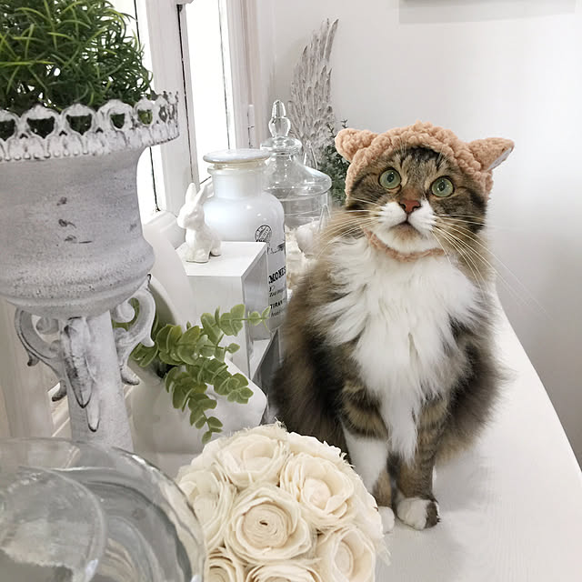 yuchiさんの実例写真