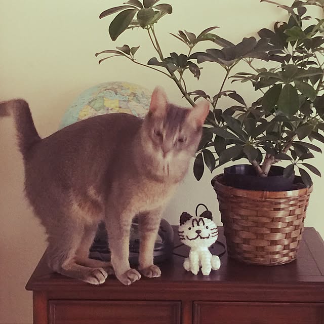 mi_koさんの実例写真
