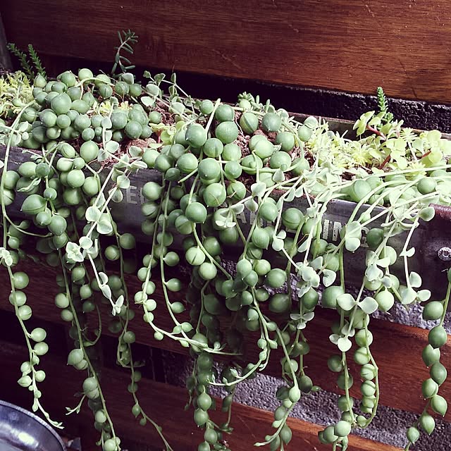 himegonさんの実例写真