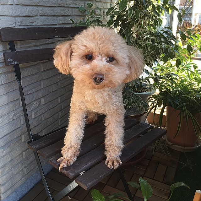 mintさんの実例写真