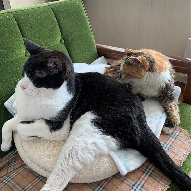 mikeume7さんの実例写真