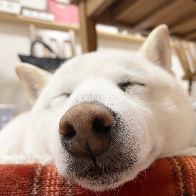 yukinkoさんの実例写真