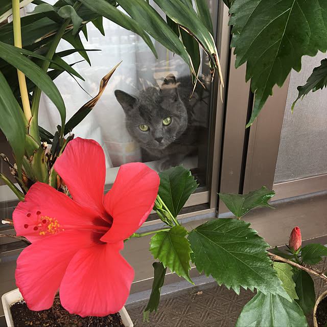 ikettenさんの実例写真