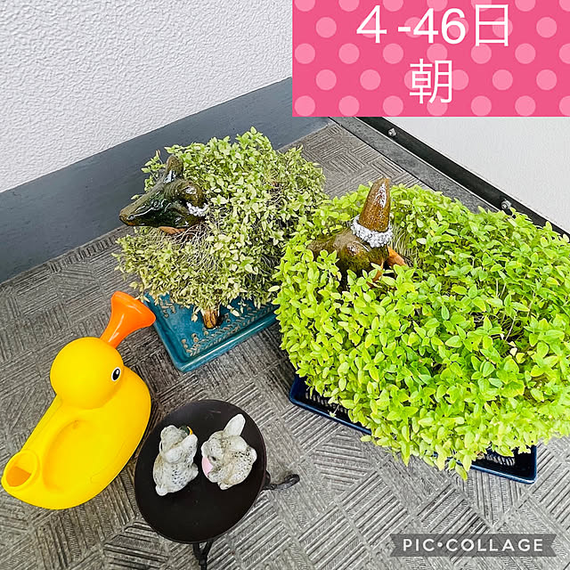 aureaさんの実例写真
